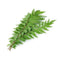 Curry Leaves