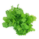 Coriander Leaves